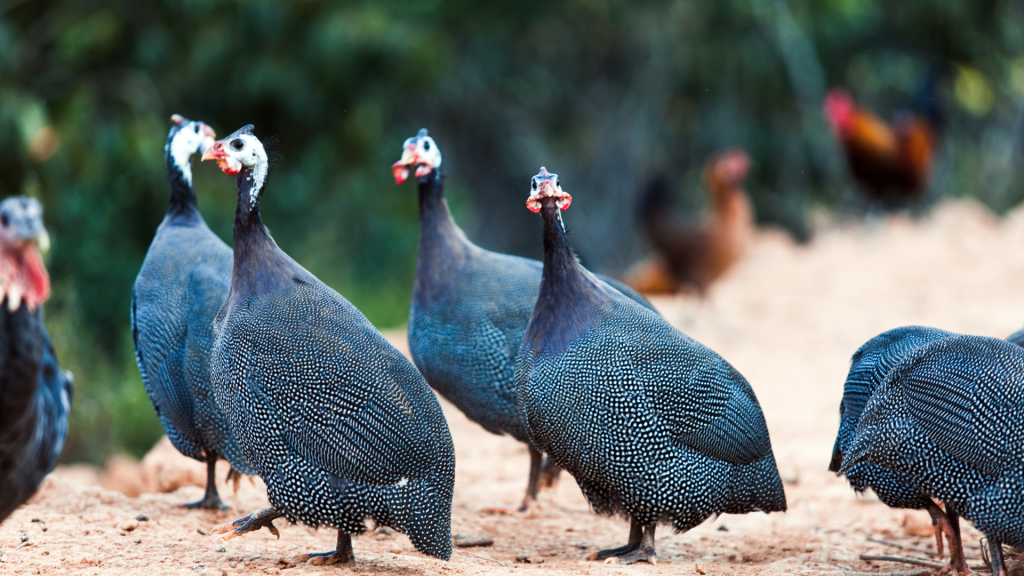 guinea fowl breed