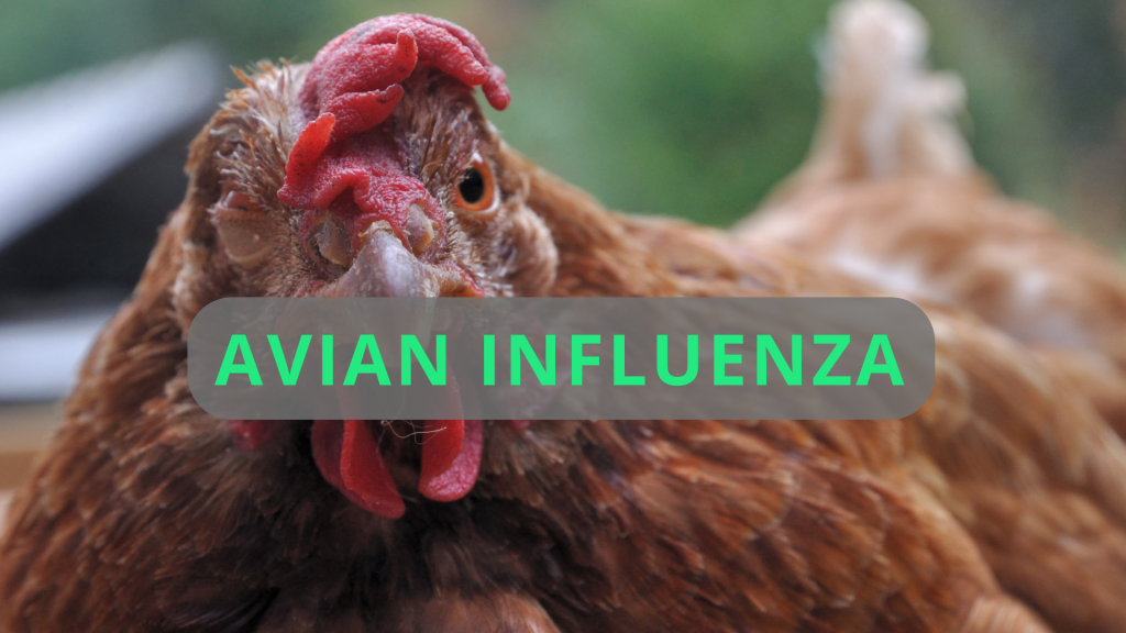 Avian Influinza