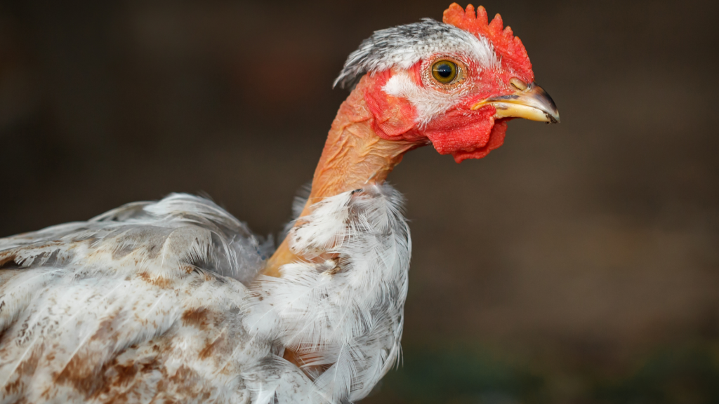 Bald Chicken (Breeds of Chicken)