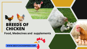 Breeds Of Chicken