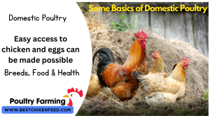 Domestic Poultry