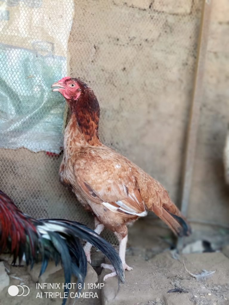 Aseel Chicken Breed