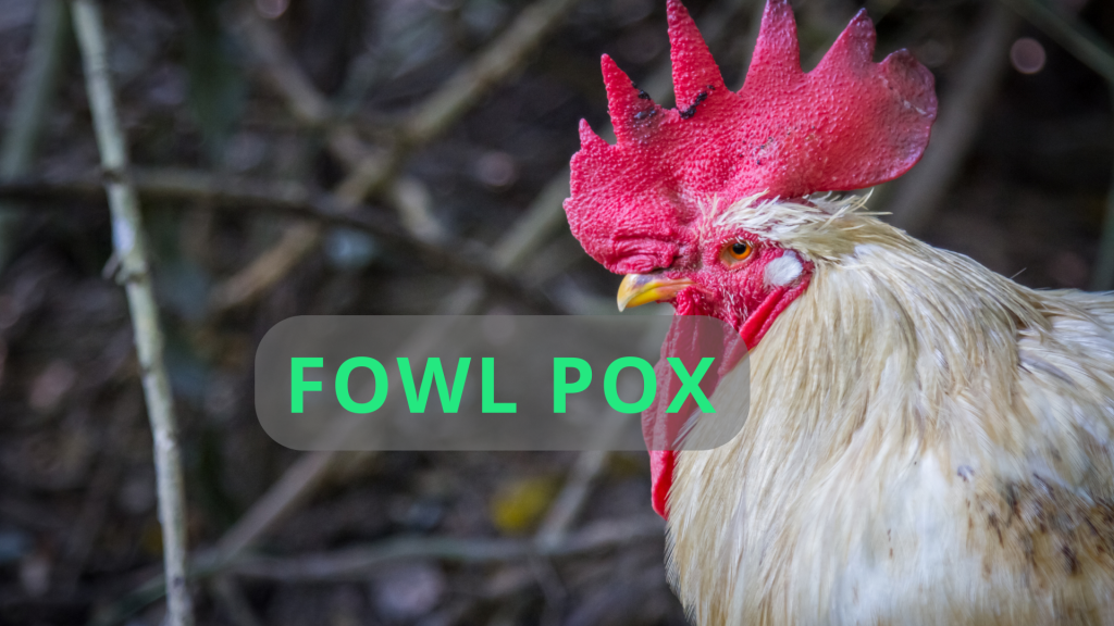 Fowl Pox Disease