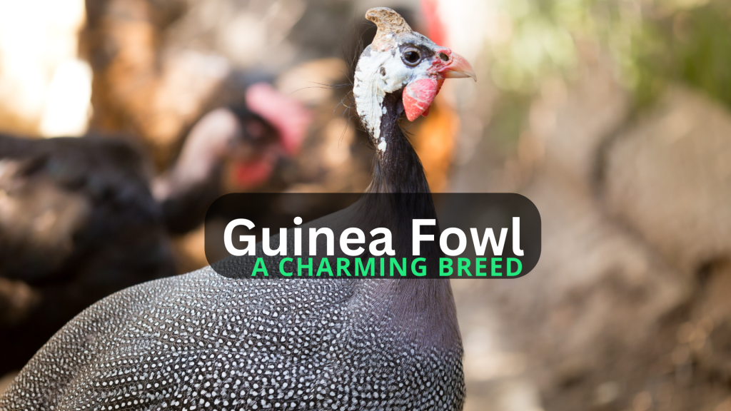 Guinea Fowl Breed