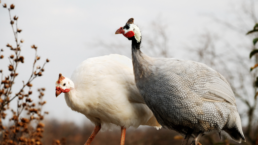 guinea fowl breed