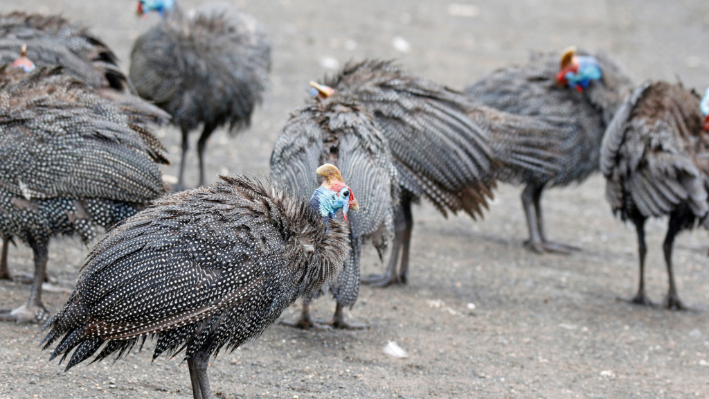 guinea fowl breed